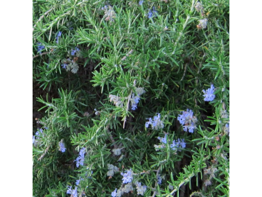 Romarin rempant Romarin rempant