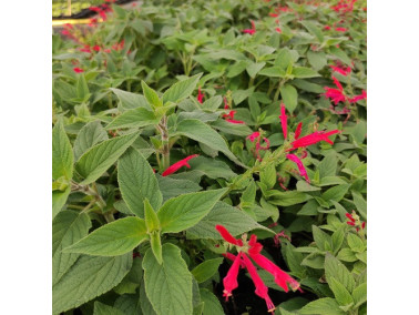 sauge ananas sauge ananas