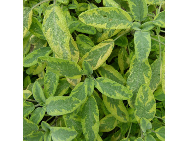 Sauge officinale panaché dorée iicterina Sauge officinale panaché dorée iicterina