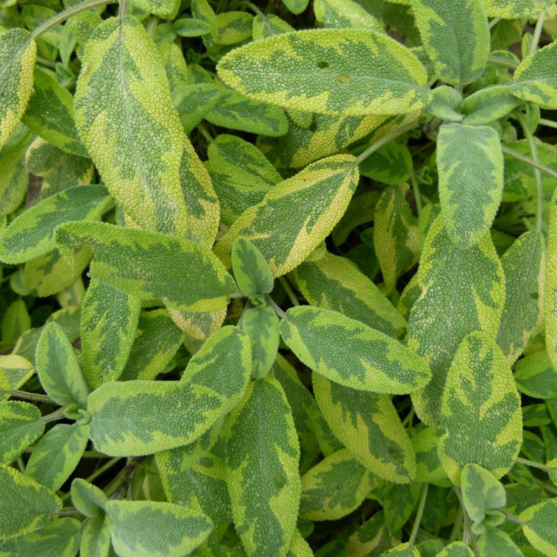 Sauge officinale panaché dorée iicterina Sauge officinale panaché dorée iicterina