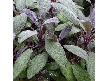 sauge officinale pourpre Salvia officinalis purpurea