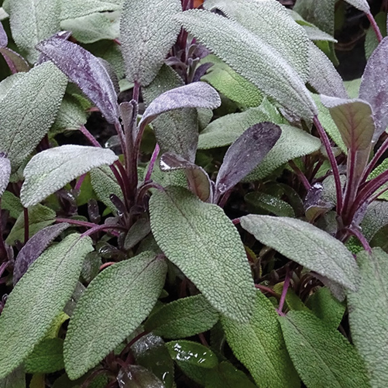 sauge officinale pourpre Salvia officinalis purpurea