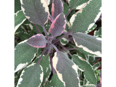 Sauge tricolore Sauge tricolore