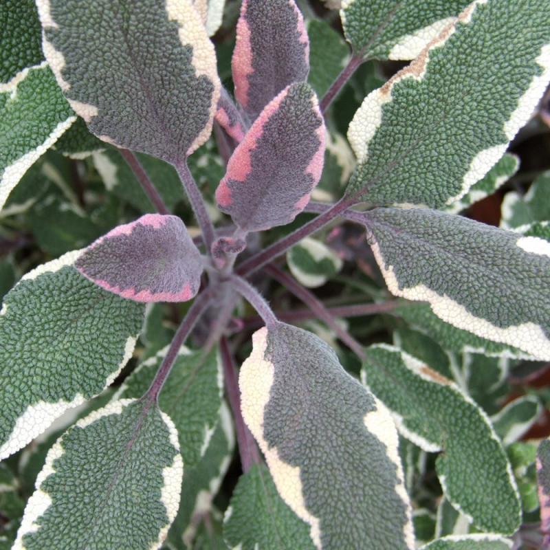 Sauge tricolore Sauge tricolore