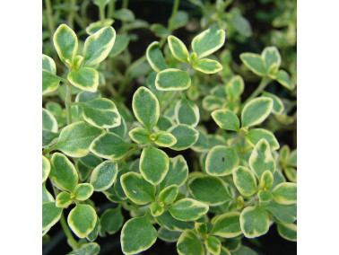 thym citron panaché