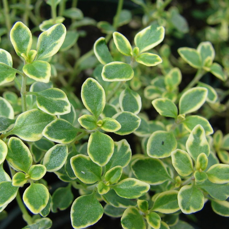 thym citron panaché