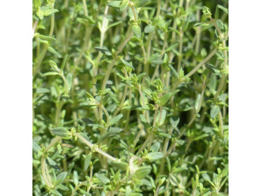Thym commun thymus vulgaris