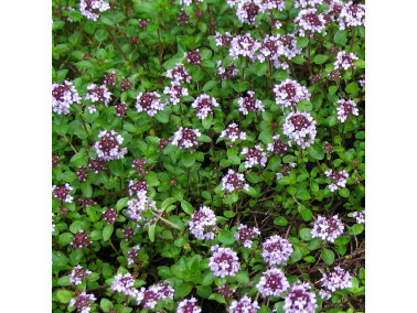 thym serpolet thym serpolet