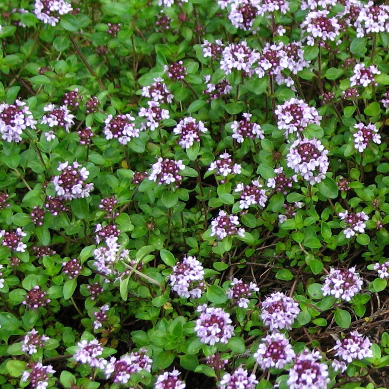 thym serpolet thym serpolet