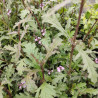 Verveine officinale bampton