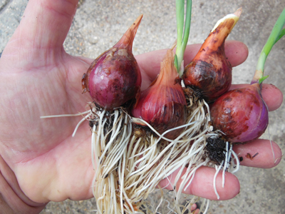 Oignons rocamboles récoltés en terre récolte d'oignons rocamboles