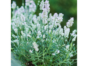 LAVANDE vienco "Early White" - Lavandula
