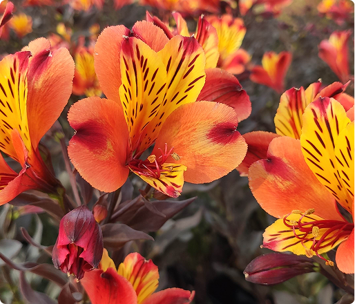 Fleurir Son Jardin avec plantes aromatiques