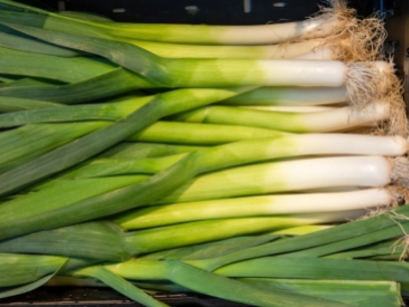 Le poireau perpétuel, un légume ancien facile à cultiver