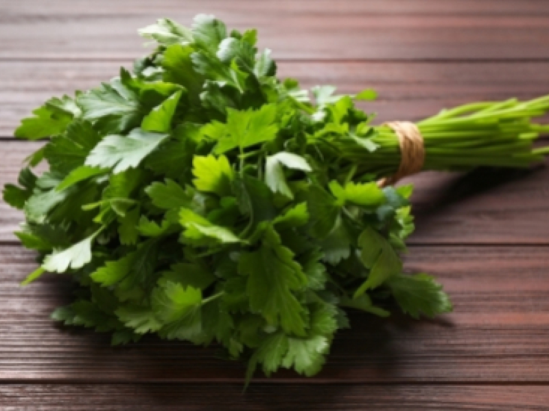 Cerfeuil commun ou musqué à planter au jardin ou en pot