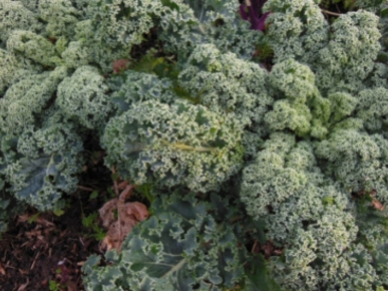 Quelques recettes à base de légumes anciens et oubliés