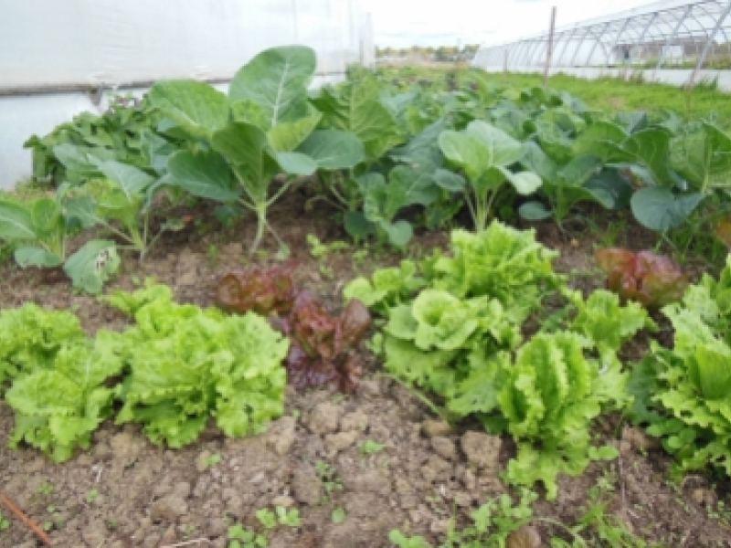 Comment faire pour créer un mini-potager sur son balcon ? 