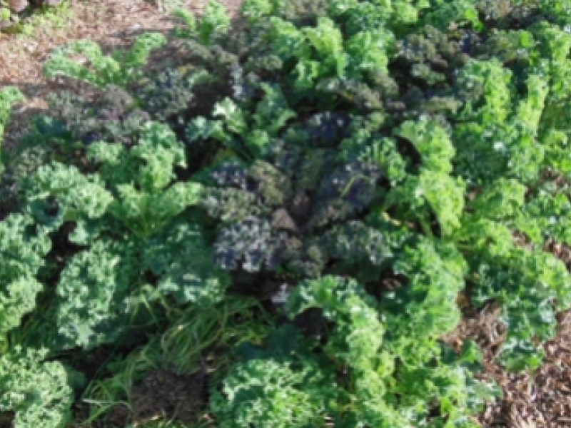 Des légumes de saison à cultiver l’hiver dans son potager