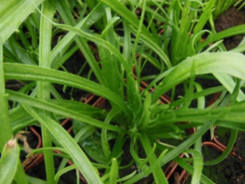 Une salade originale à base d'une plante sauvage, le plantain