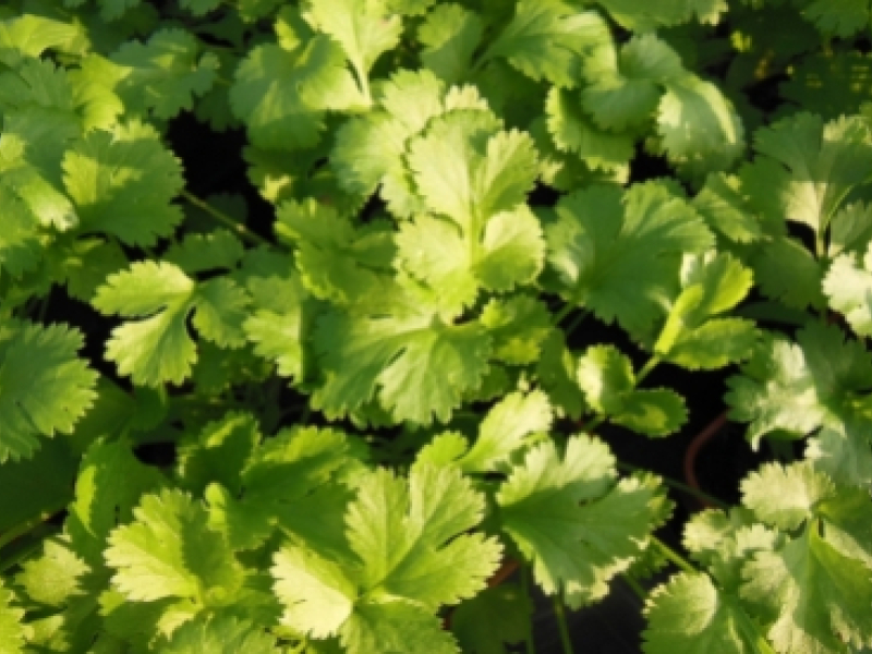 La coriandre, plante pour une cuisine exotique mais pas seulement…