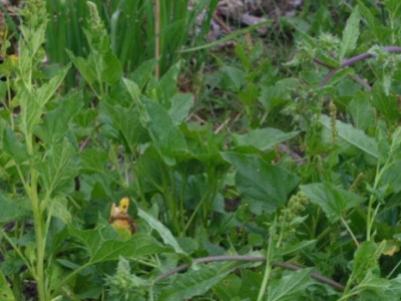 A la table des rois, une plante sauvage s’est invitée, l’épinard Bon Henri
