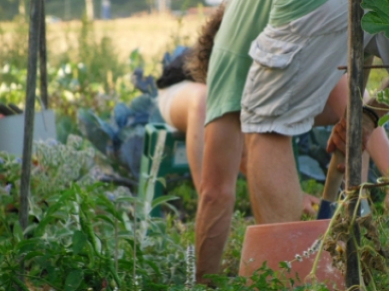 Quelques conseils pour réaliser un jardin de plantes aromatiques